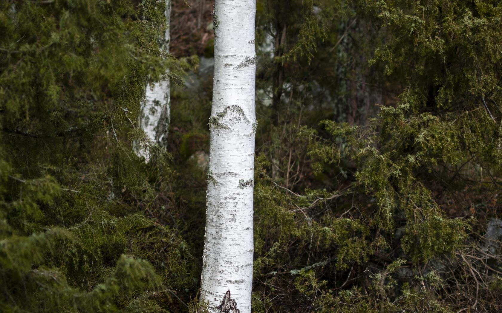 Ett par björkstammar i skogen.