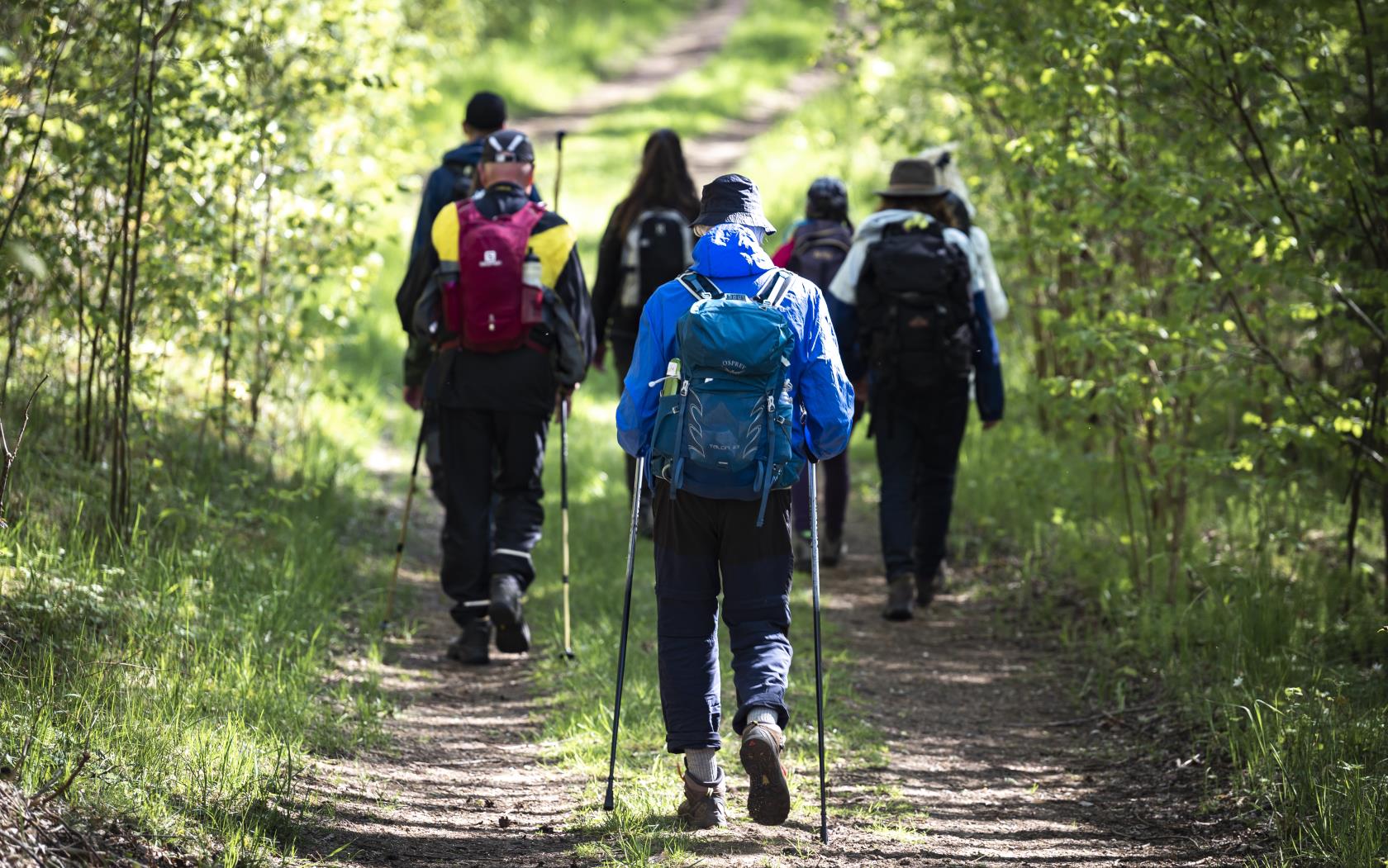 En grupp vandrare med ryggsäckar och vandringsstavar på en grusväg.