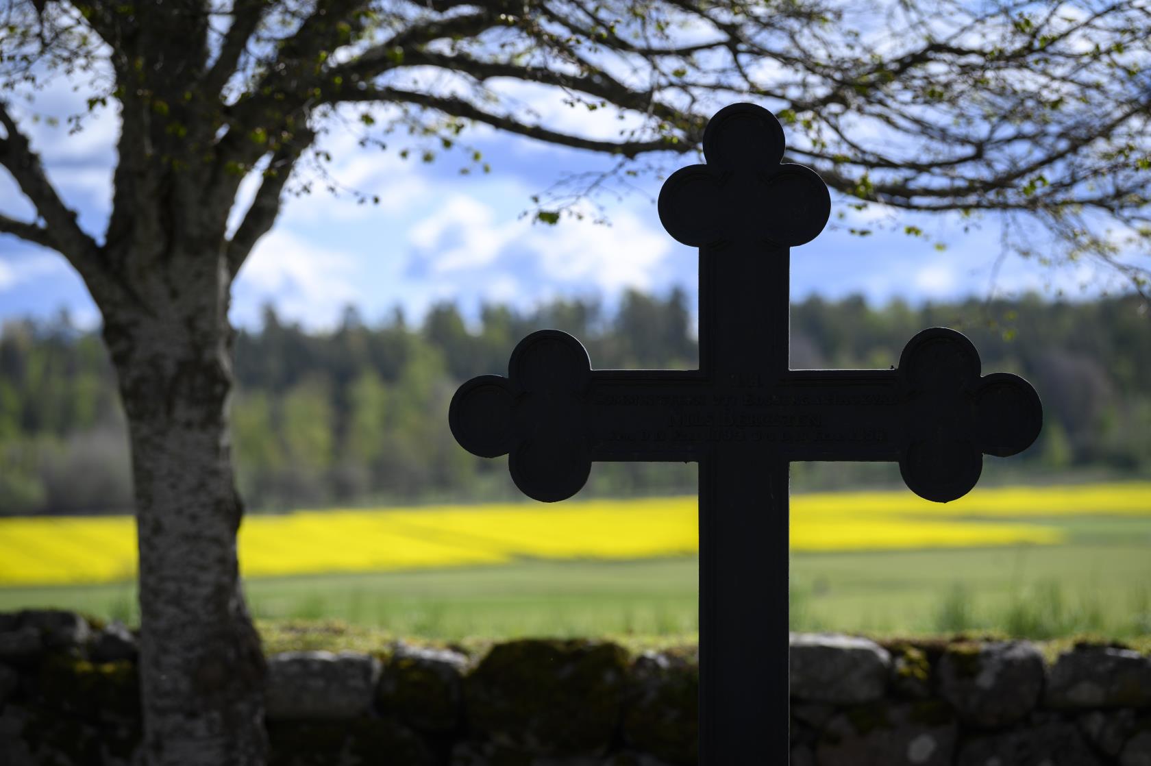 Ett metallkors i skugga på en kyrkogård. I bakgrunden syns solbelysta rapsfält.