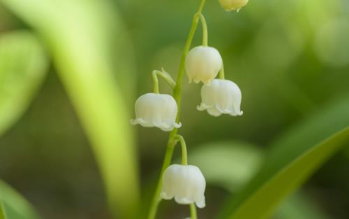 Närbild på blommande liljekonvalj.