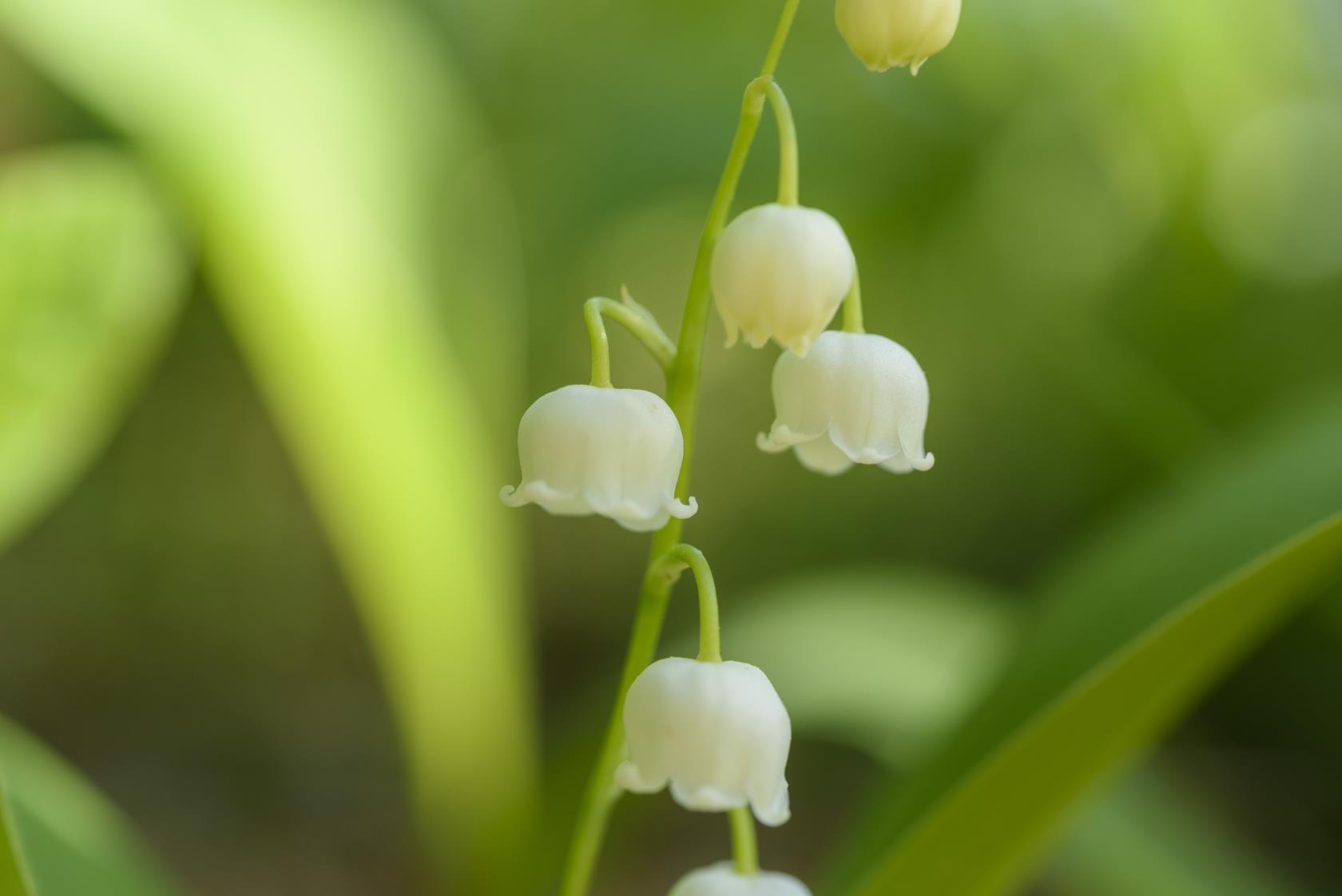 Närbild på blommande liljekonvalj.