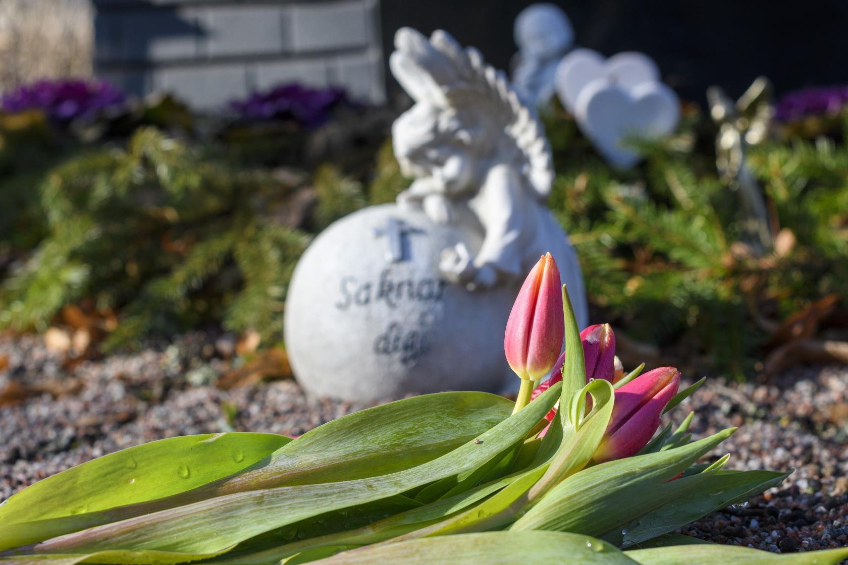 Rosa tulpaner ligger på graven framför en gravdekoration med texten Saknar dig.