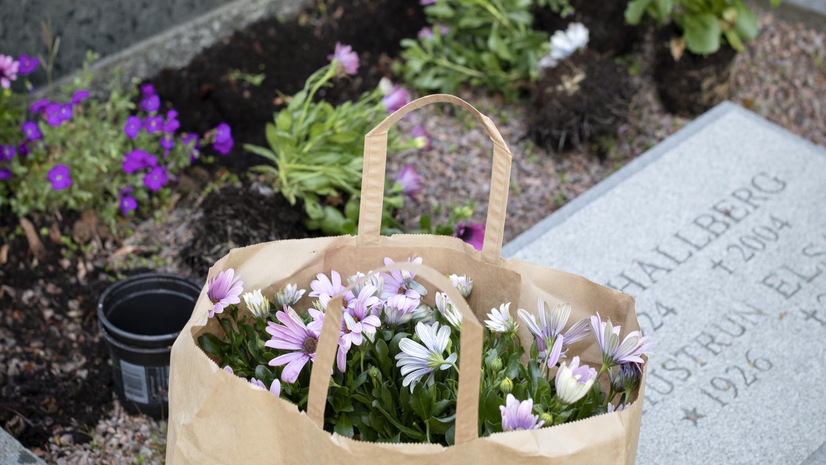 En person planterar blommor vid en grav.