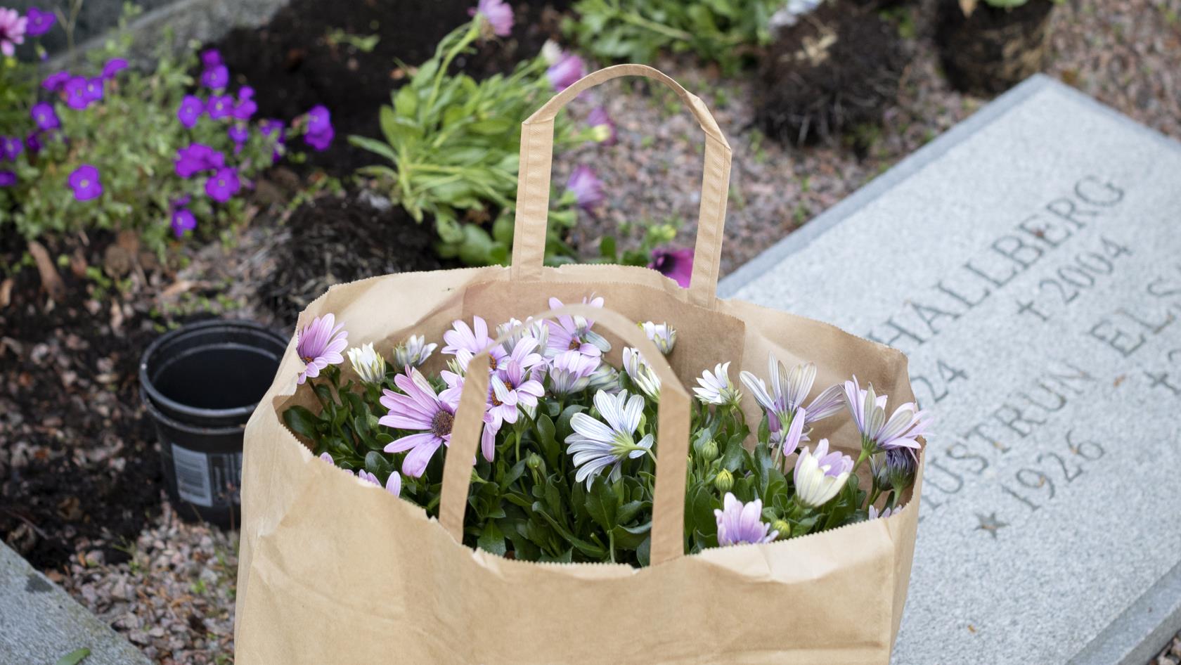 En person planterar blommor vid en grav.