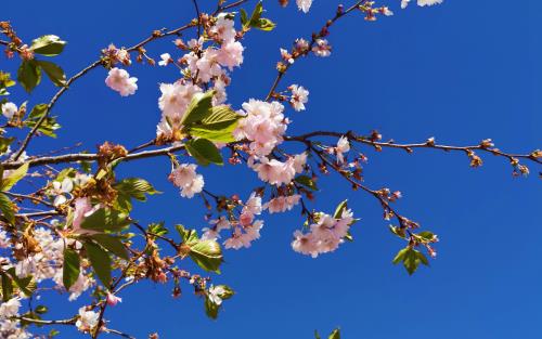 Ett blommande träd med ljusrosa blommor.