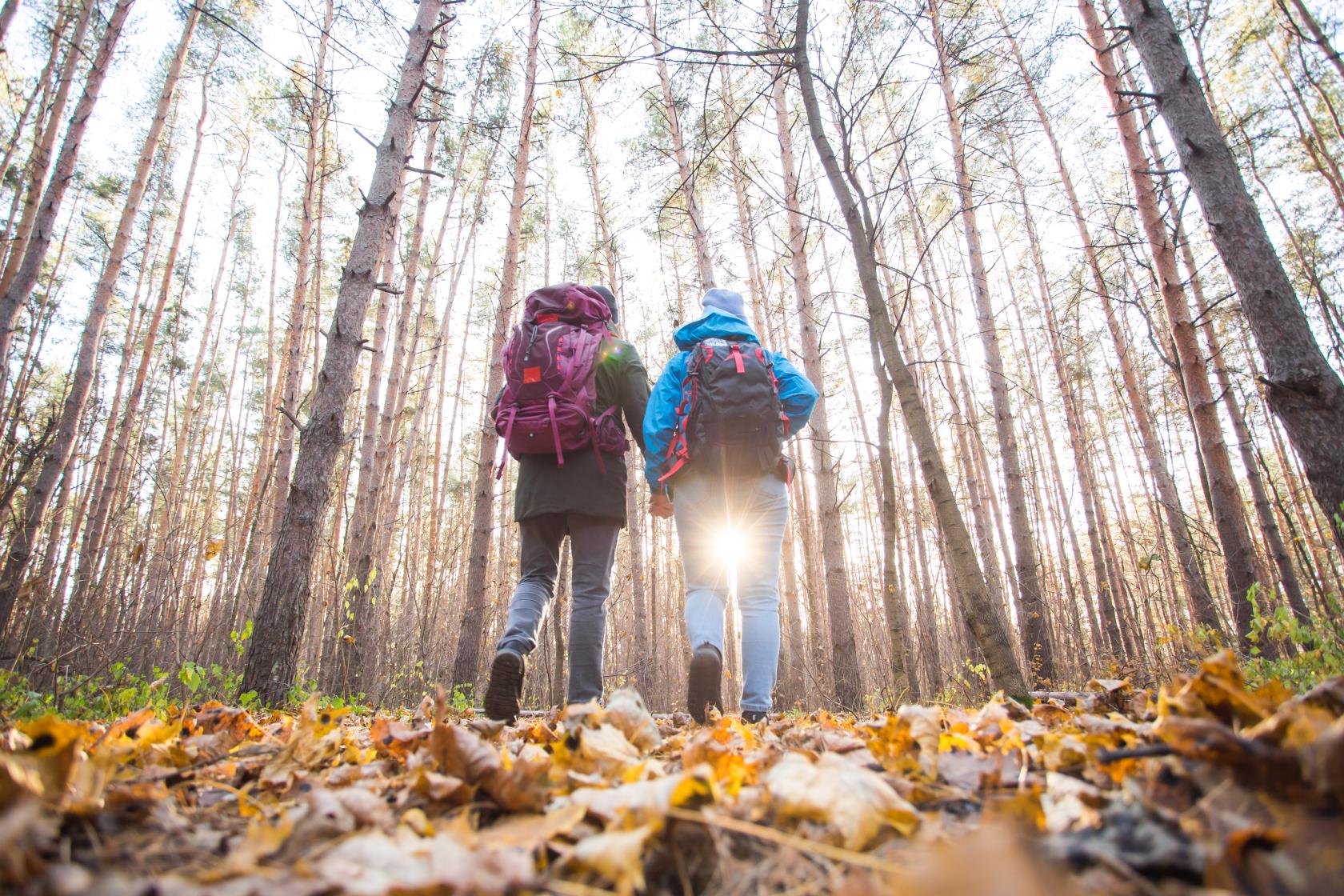 Två personer med ryggsäckar promenerar i en skog fylld med höstlöv på marken.