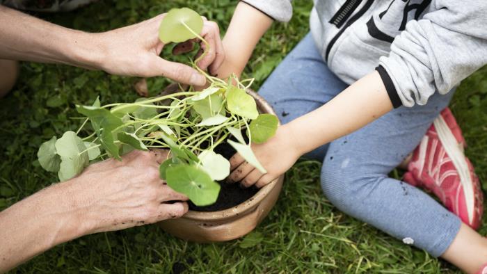 En vuxen och ett barn sitter i gräset och hjälps åt att plantera krasse i en kruka.