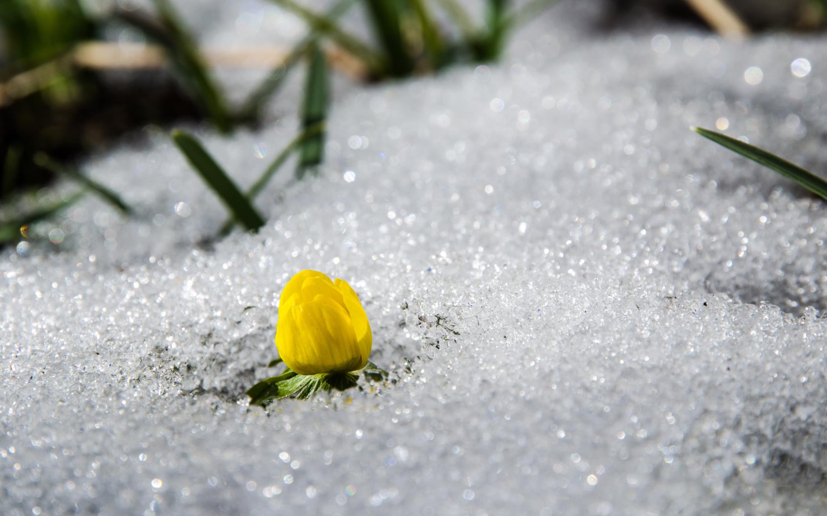 Närbild på en vintergäck som växer upp genom snön.