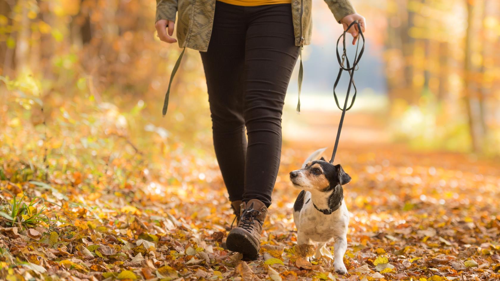 En person promenerar med sin hund på en stig fylld av höstlöv.