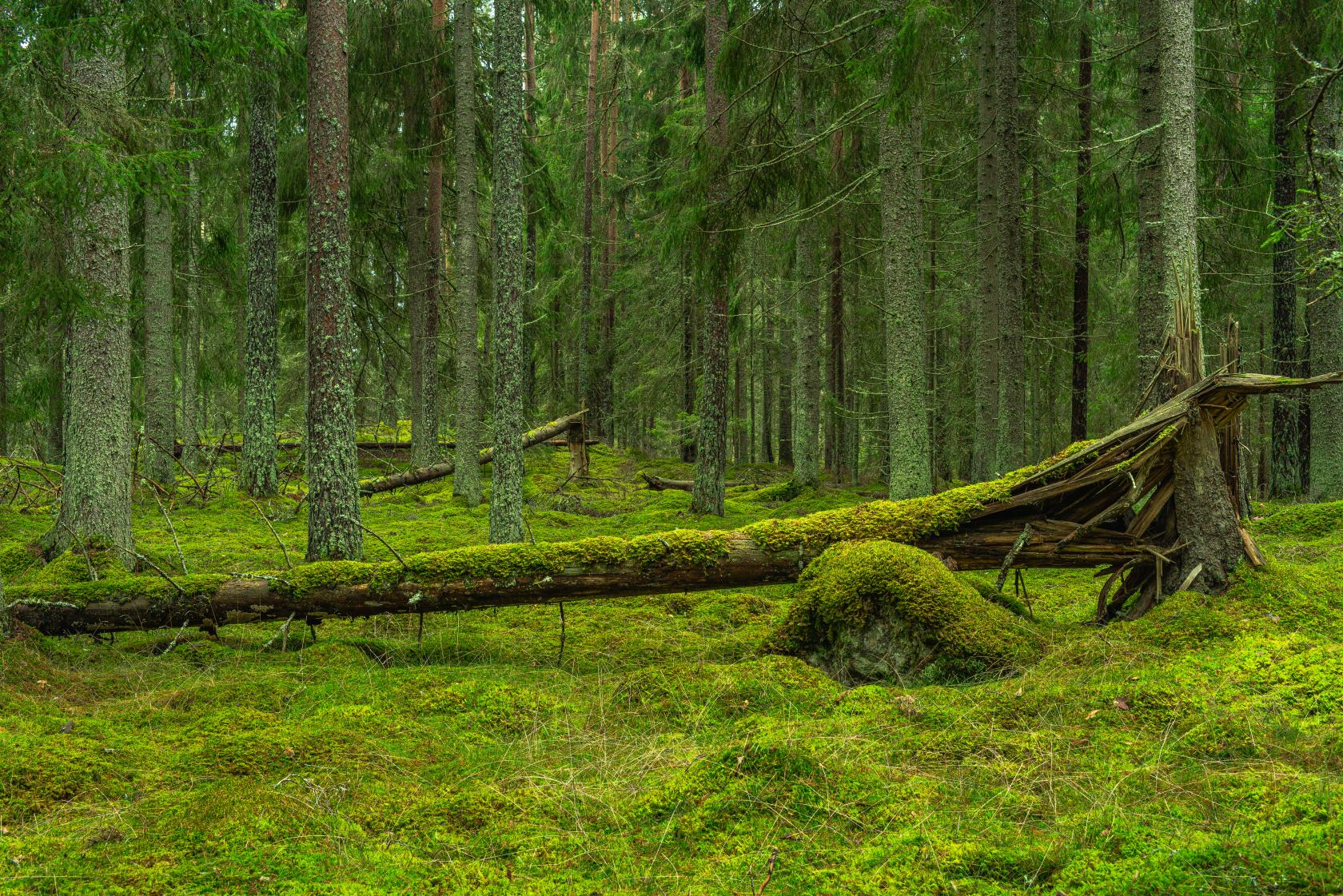 Ett träd som fallit i en skog. Både trädet och marken är täckt av mossa.