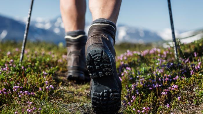 En person sommarvandrar i svenska fjällen. Lappljungen blommar.