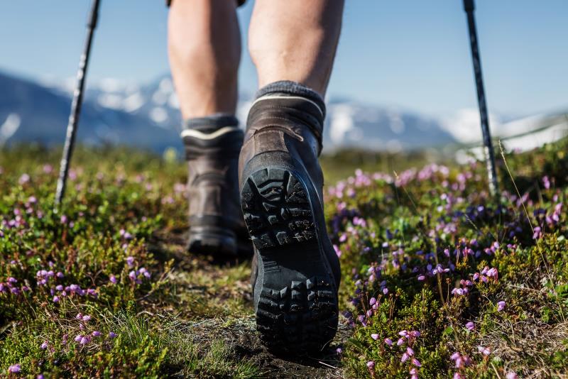 En person sommarvandrar i svenska fjällen. Lappljungen blommar.