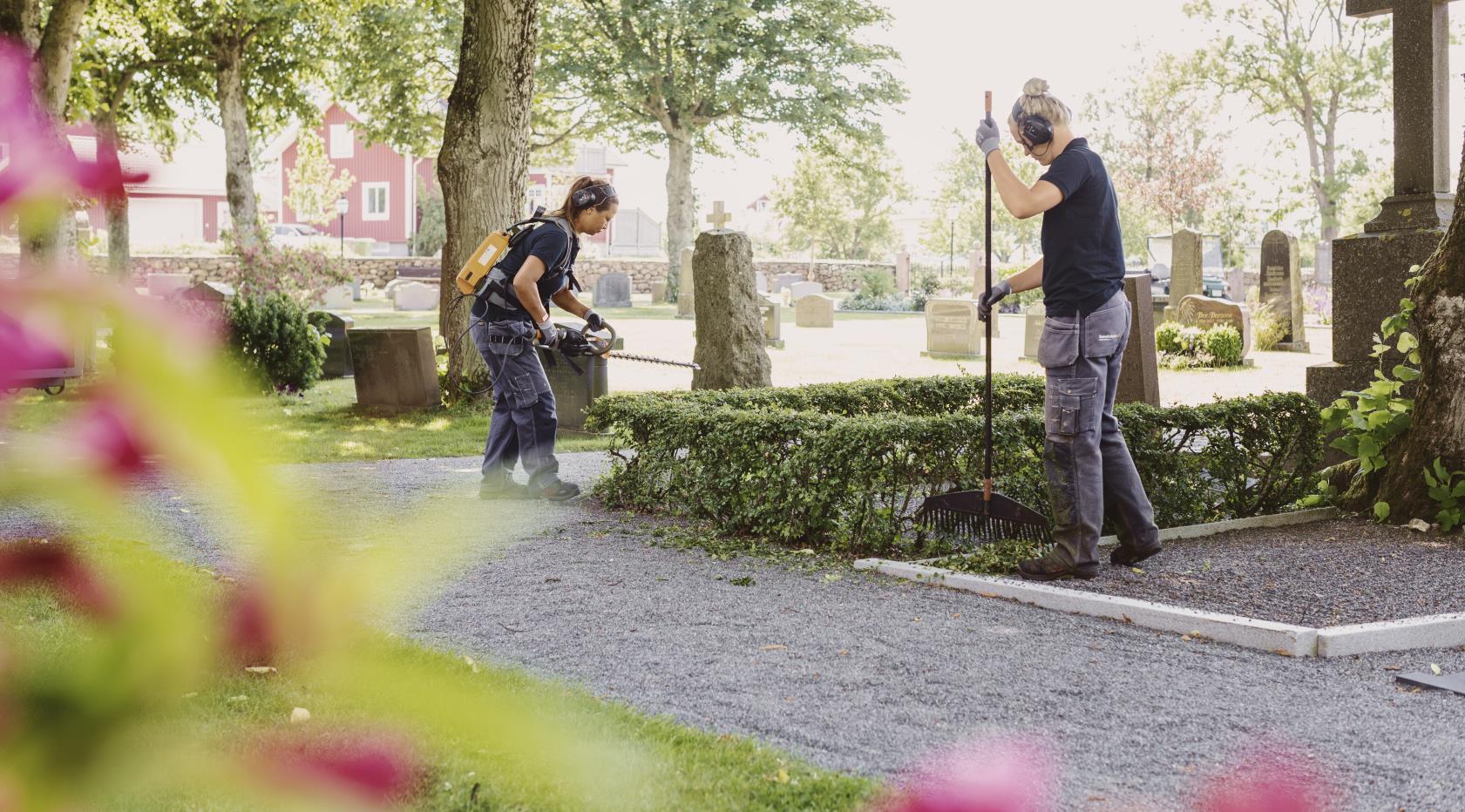 Två kyrkogårdsarbetare trimmar buskarna runt en grav.