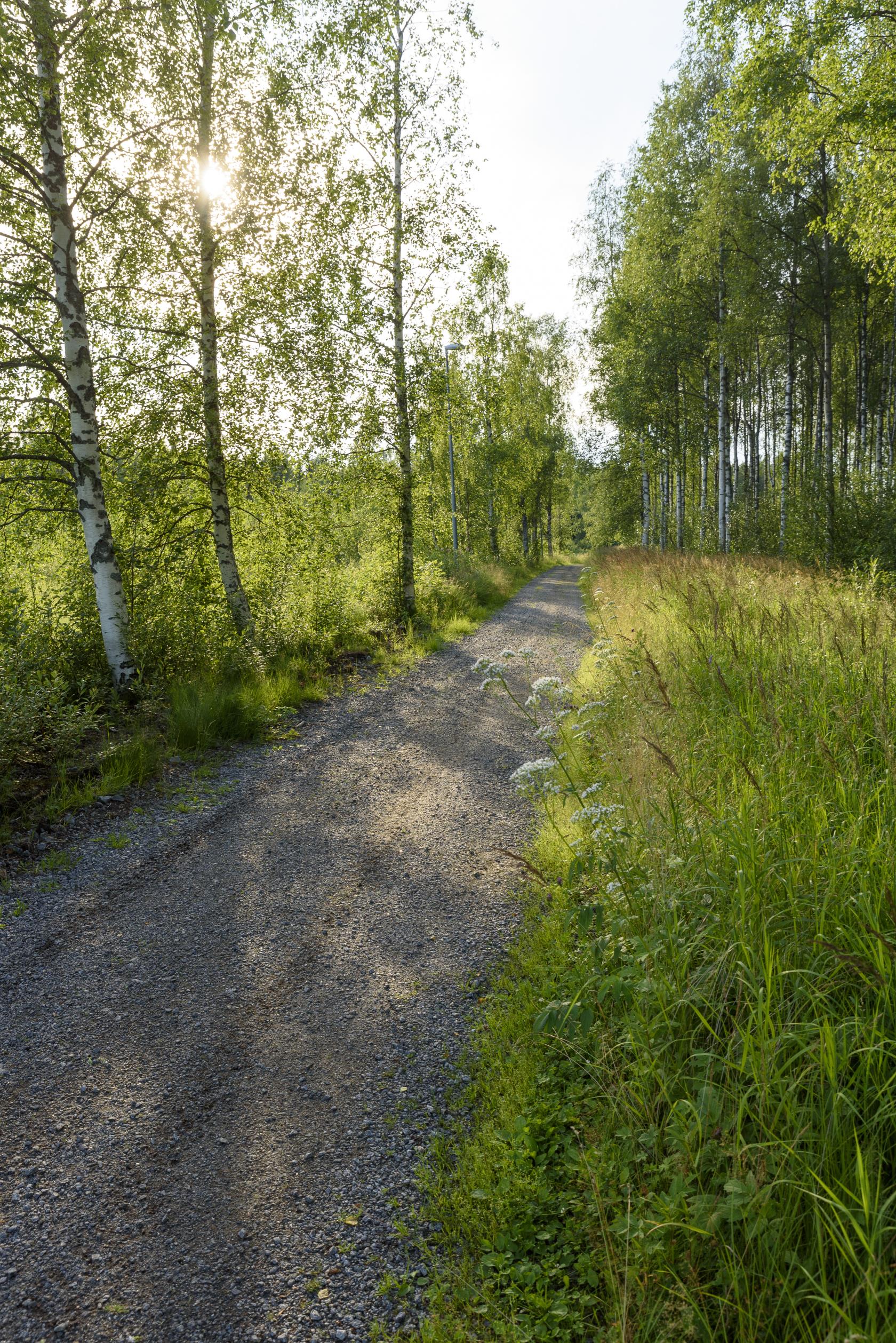 En grusväg går genom en björkdunge.