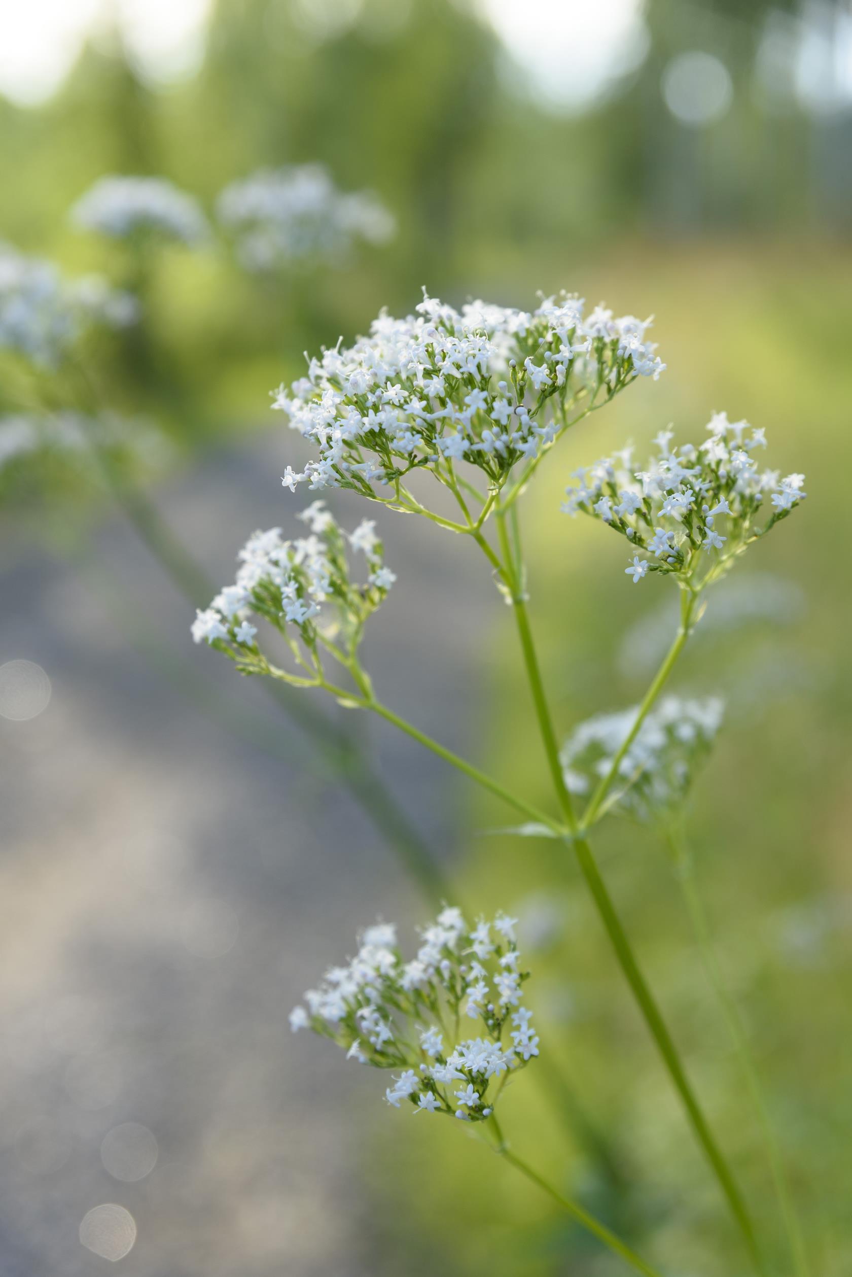 En vit blomma i vägkanten.