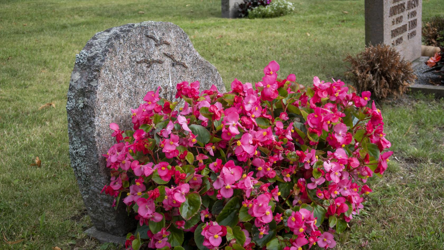 Ett stort fång med rosa blommor vid en gravsten.