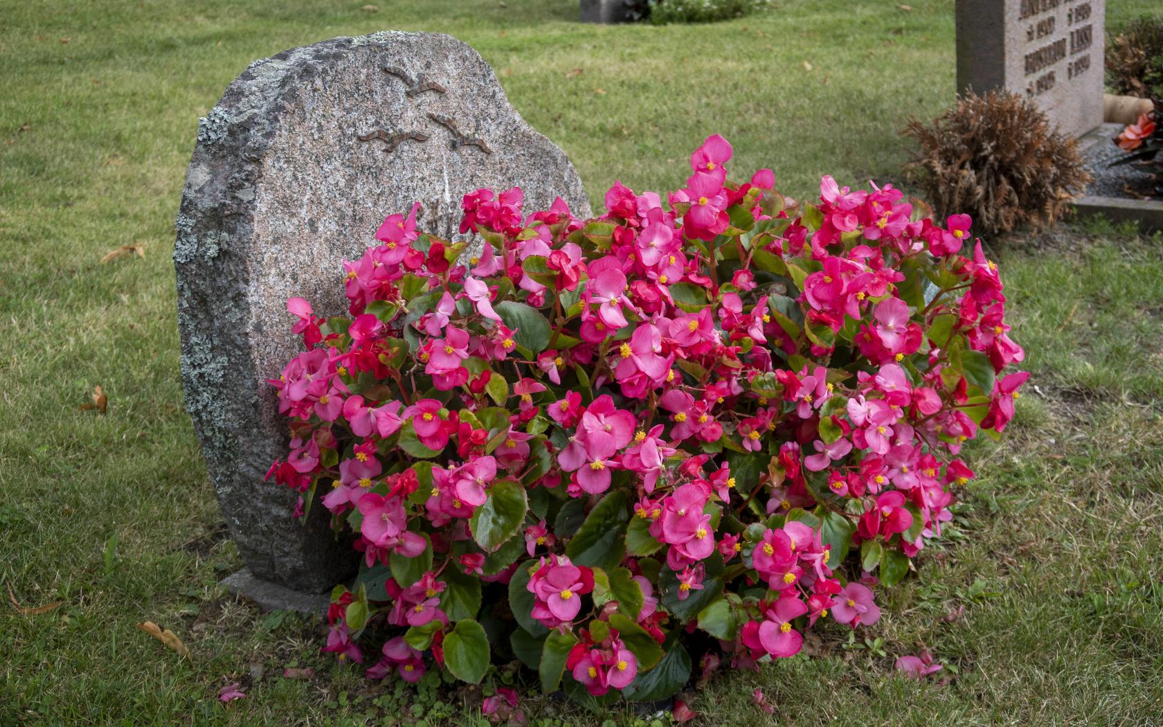 Ett stort fång med rosa blommor vid en gravsten.