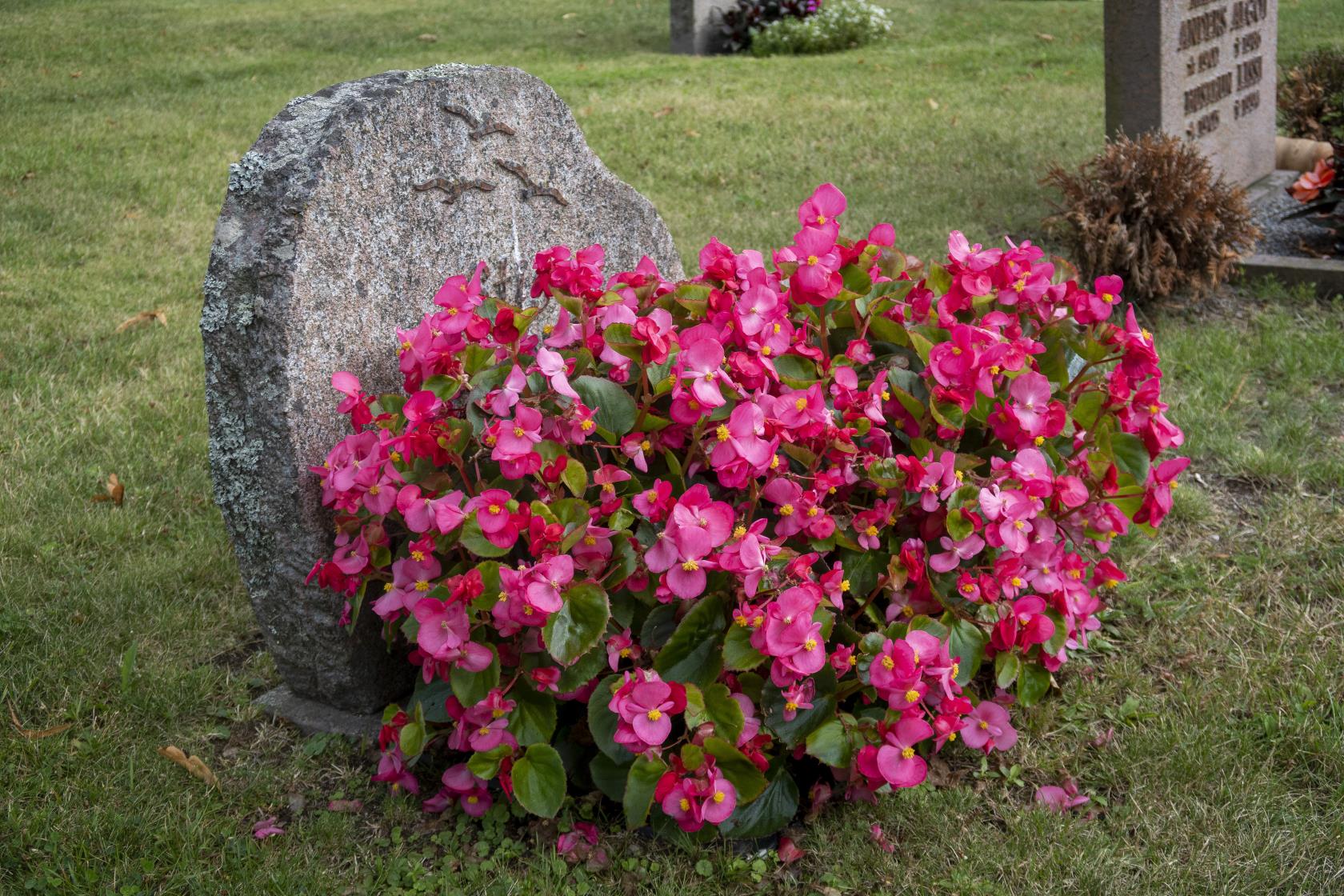 Ett stort fång med rosa blommor vid en gravsten.