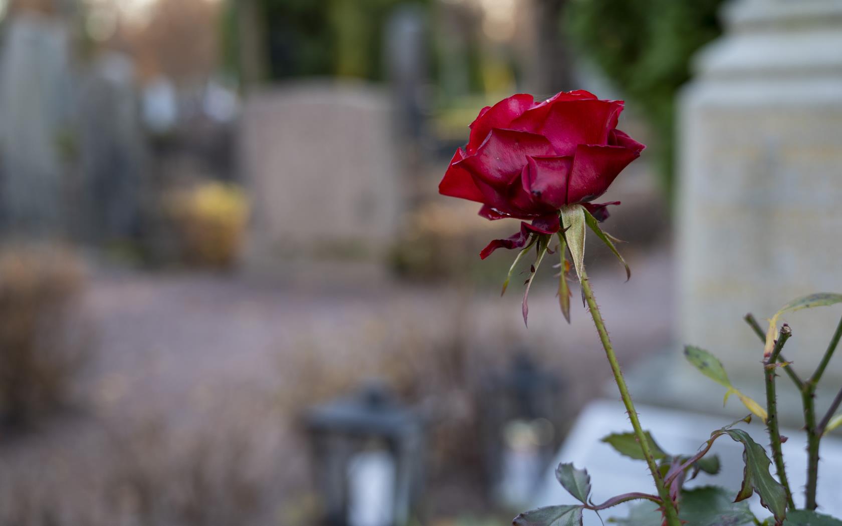 Närbild på en röd ros. En kyrkogård syns suddigt i bakgrunden.