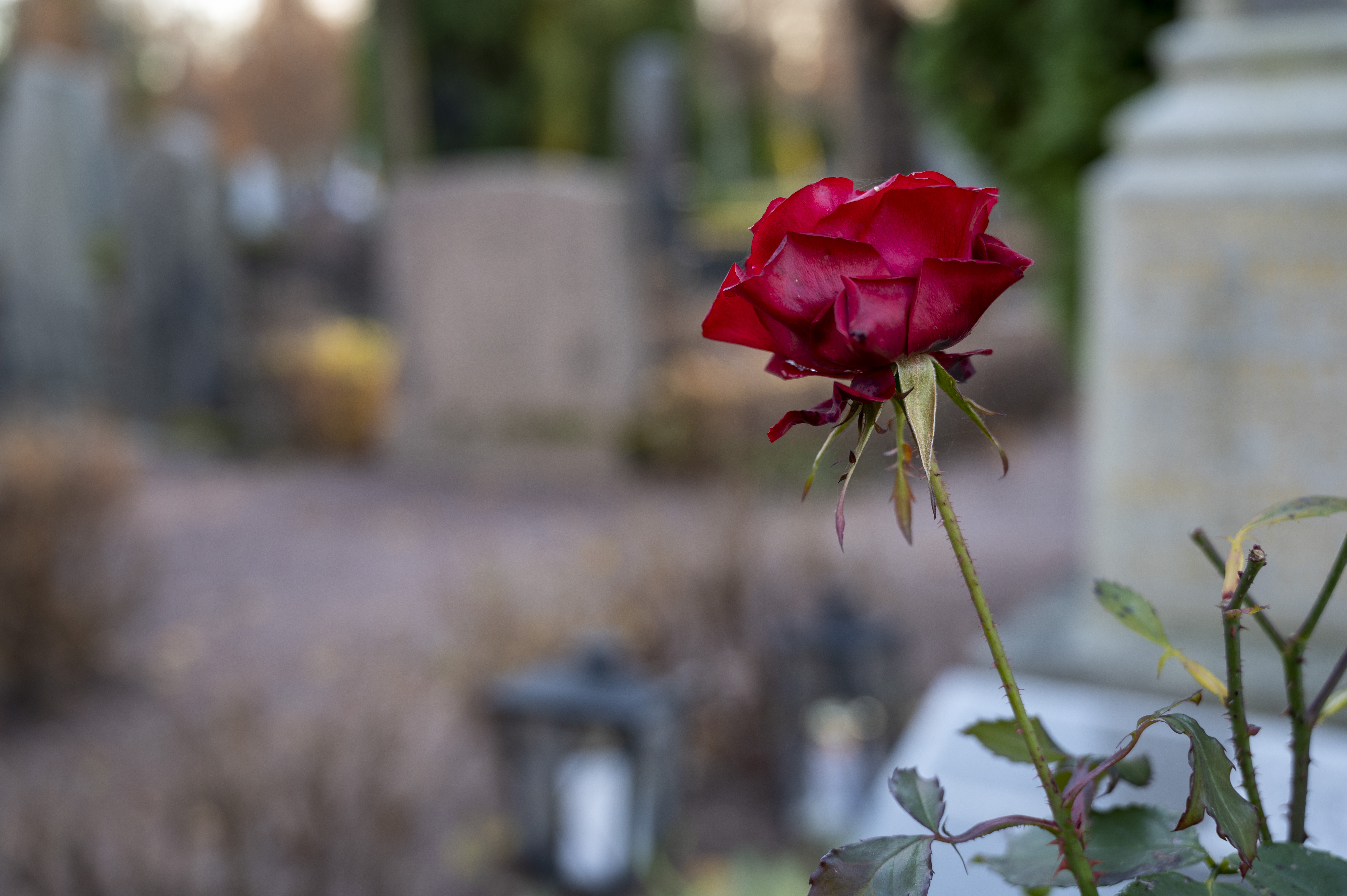 Närbild på en röd ros. En kyrkogård syns suddigt i bakgrunden.