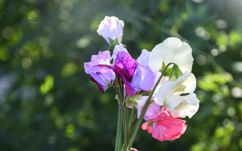 En hand med en blombukett.