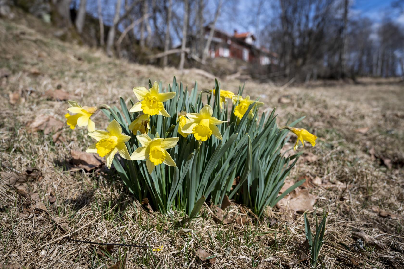 Blommande påskliljor i vårgräs.