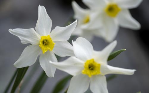 Närbild på blommande pingstliljor.