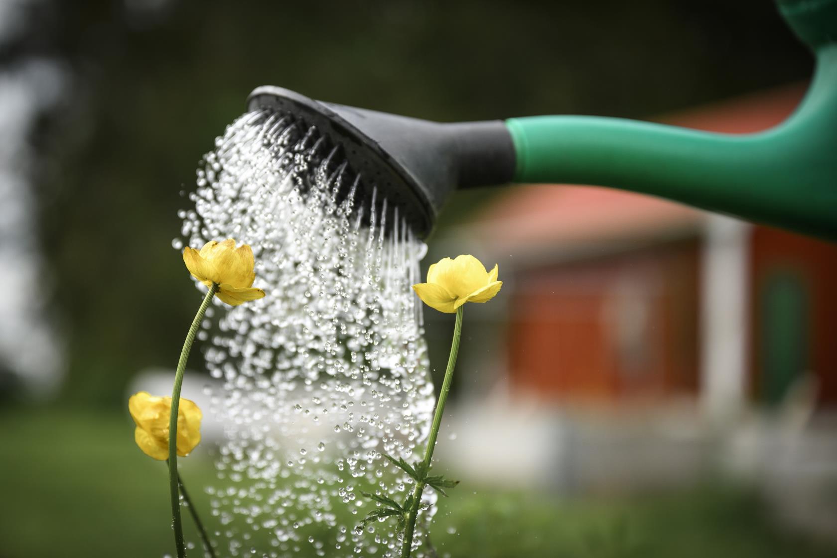 Närbild på en vattenkanna som vattnar några gula blommor.