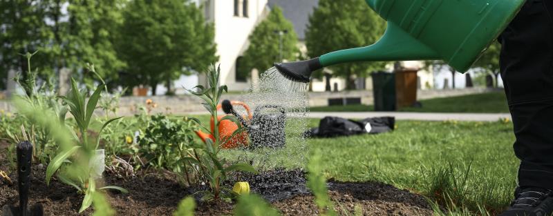 Någon vattnar blommor på en kyrkogård med vattenkanna.