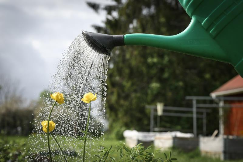 Närbild på en vattenkanna som vattnar några gula blommor.