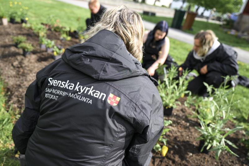 Fyra trädgårdsarbetare från Svenska kyrkan jobbar i ett trädgårdsland.