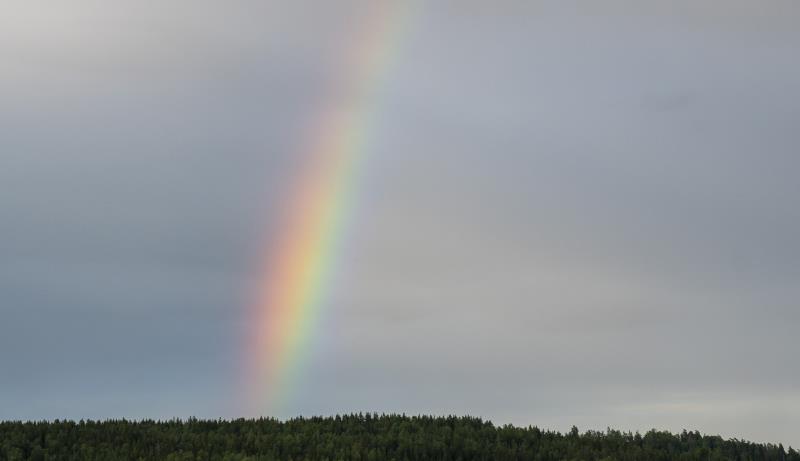 En regnbåge över en skog vid en sjö.