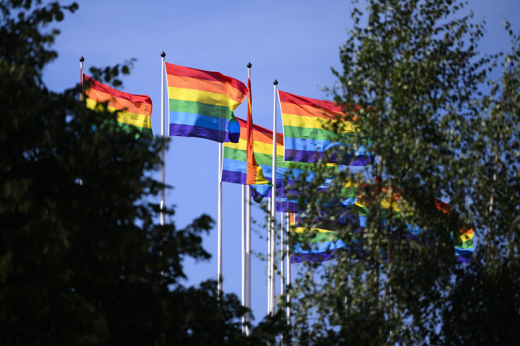 En massa flaggstänger med prideflaggan bakom några trädkronor.