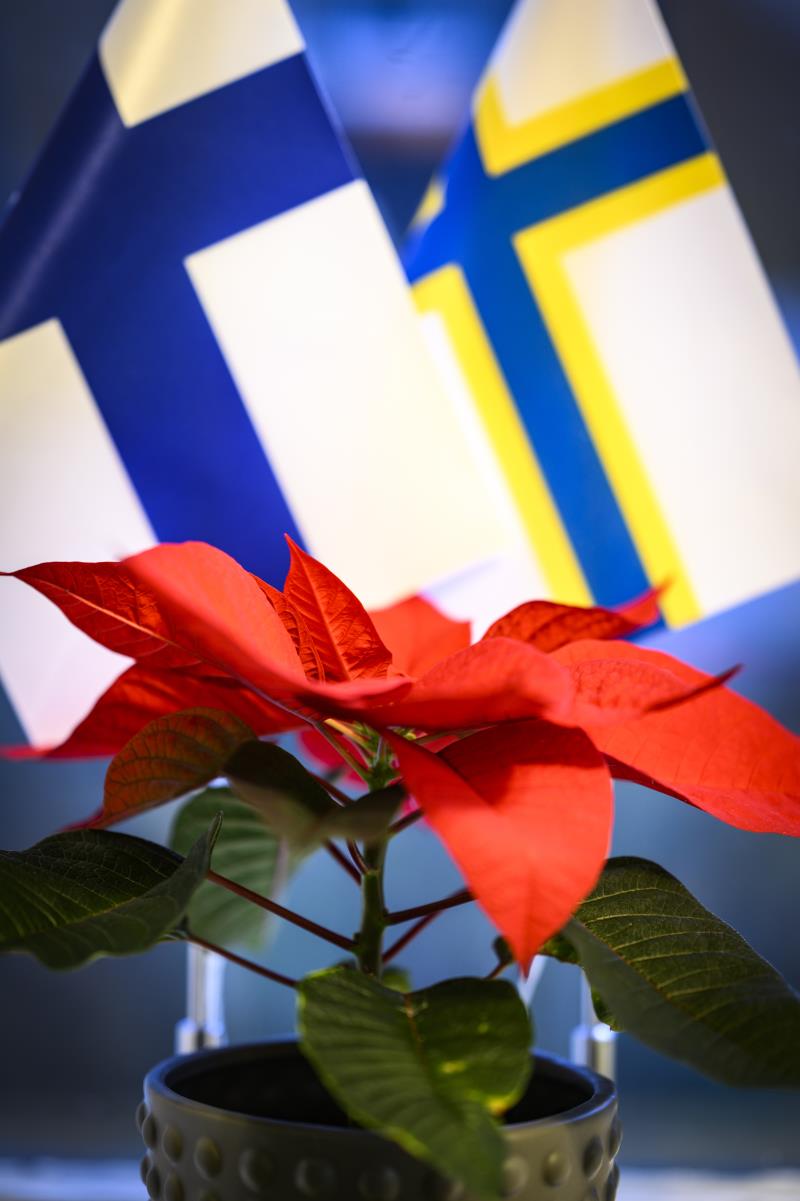 En röd julstjärna i kruka står framför en finsk och en sverigefinsk bordsflagga.