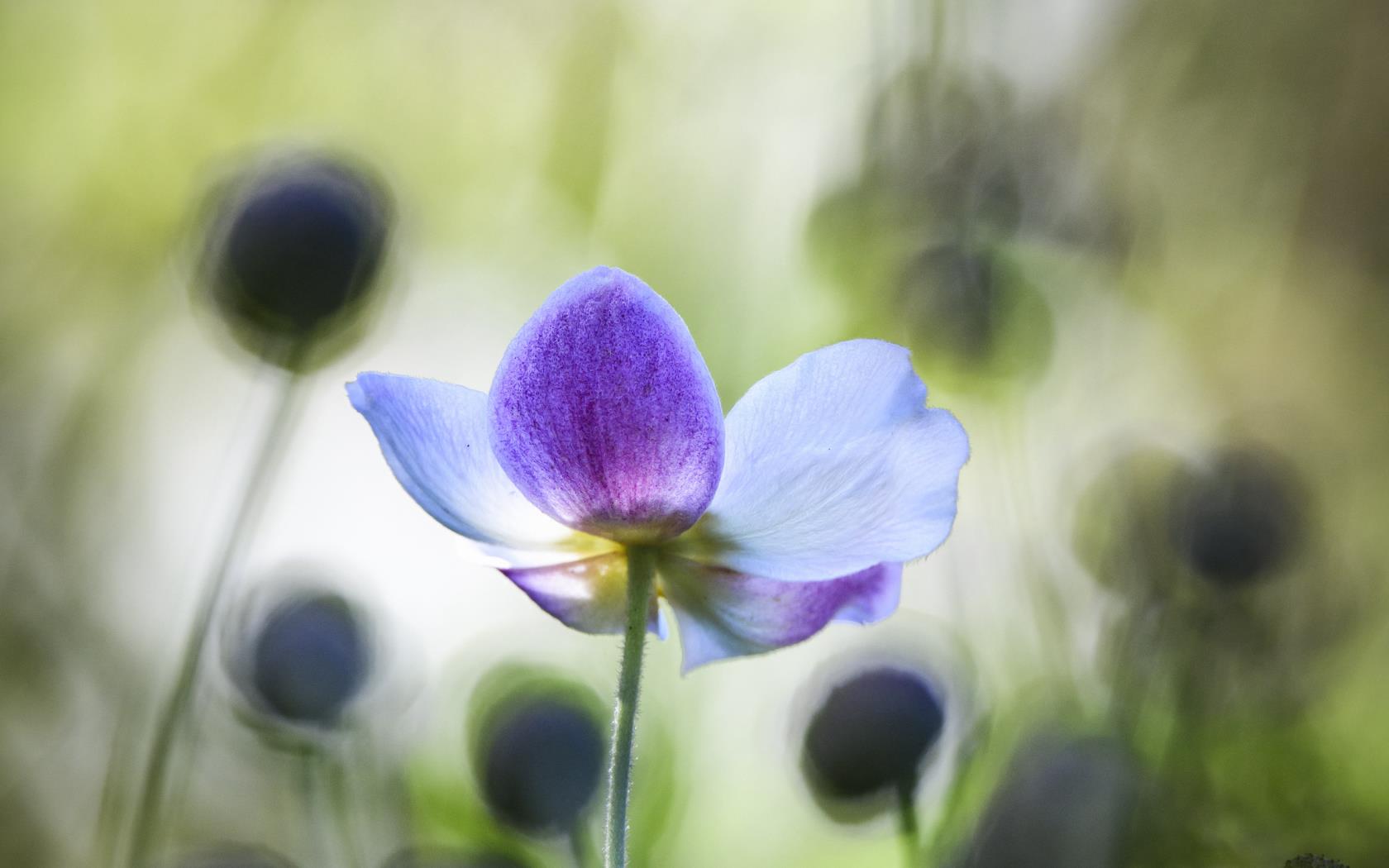 En vårblomma med lila och vita kronblad.