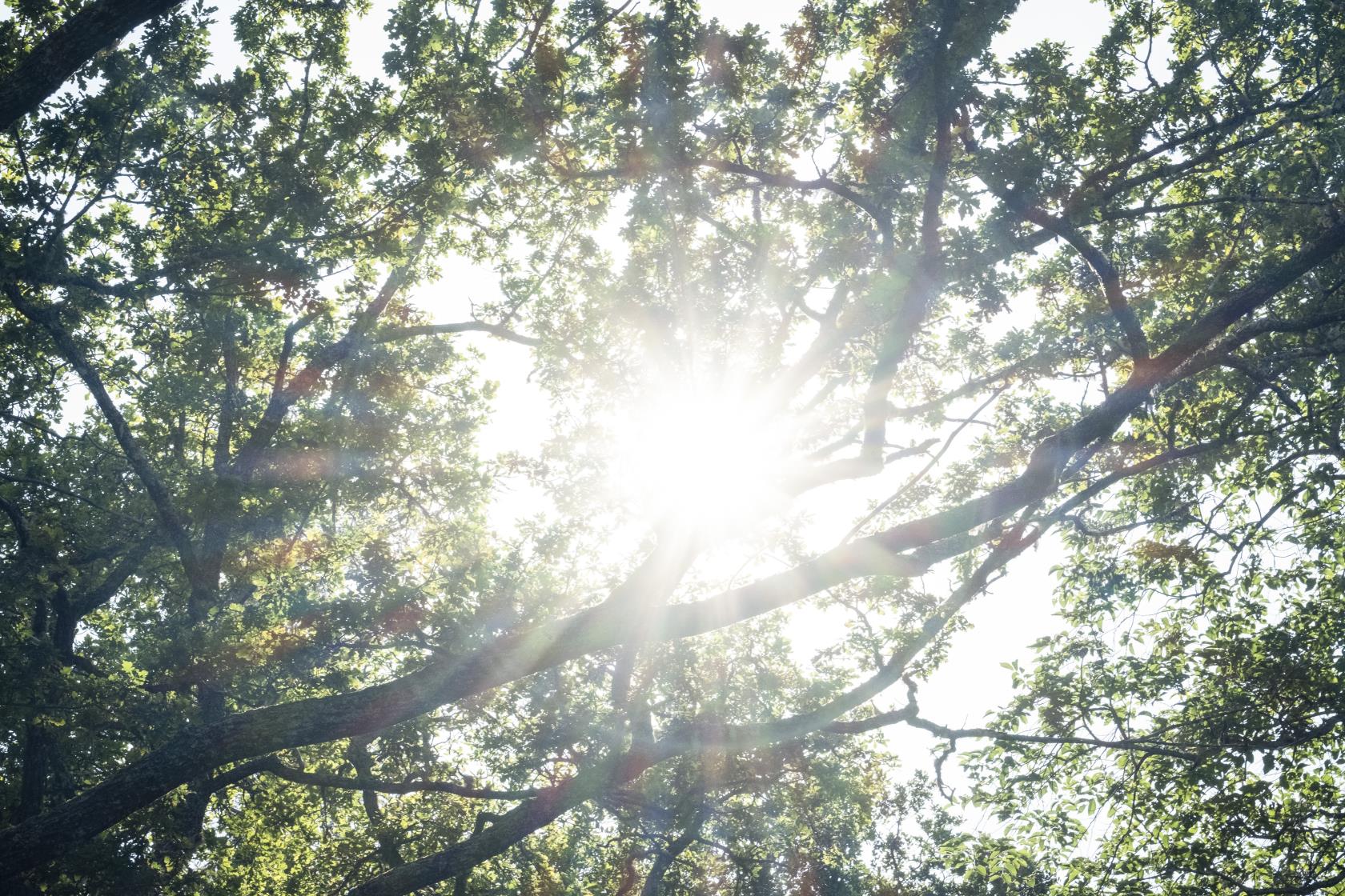 Solen lyser igenom grönskande trädkronor.