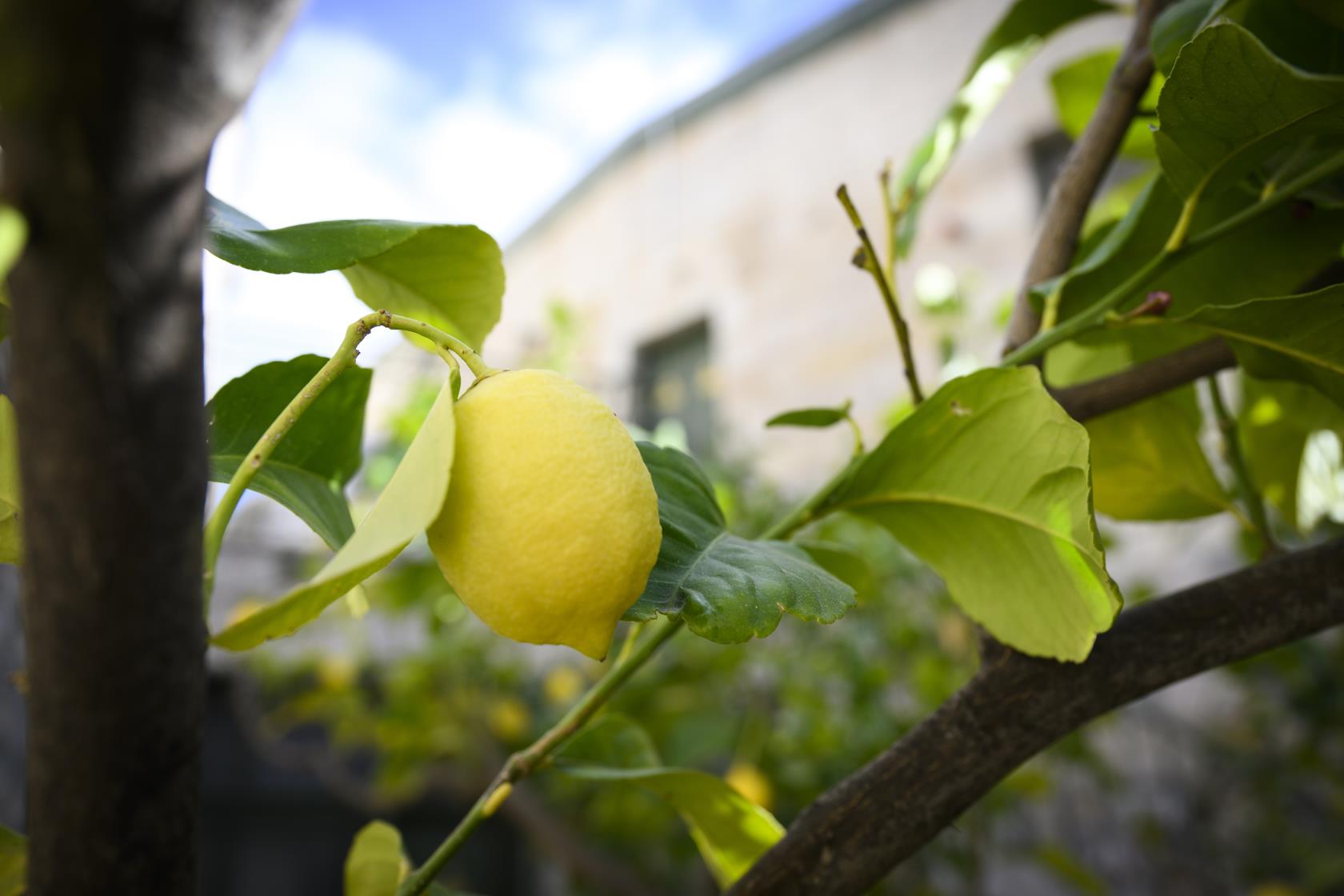 En citron växer på ett träd.