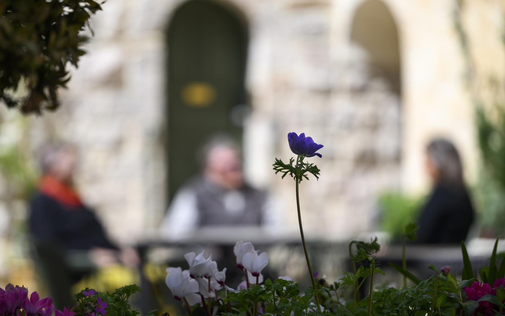 En blomstrande rabatt. I bakgrunden sitter tre personer vid ett bord och samtalar.