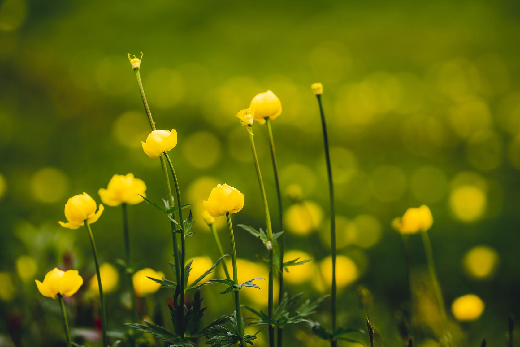 Närbild på smörblommor.