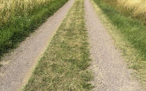 En grusväg med gräs i mitten går genom en åker.