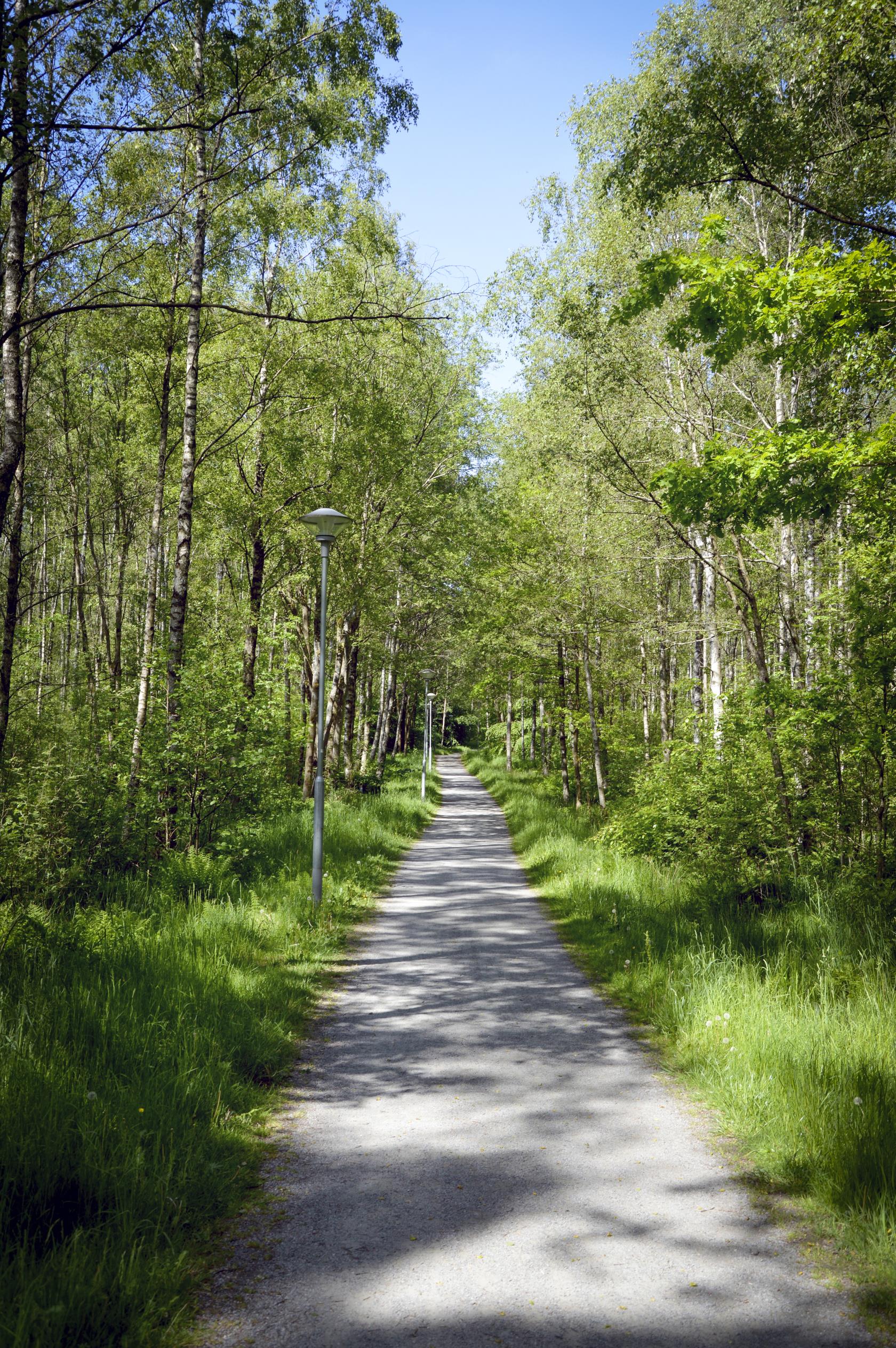 En cykelväg genom en björkskog.