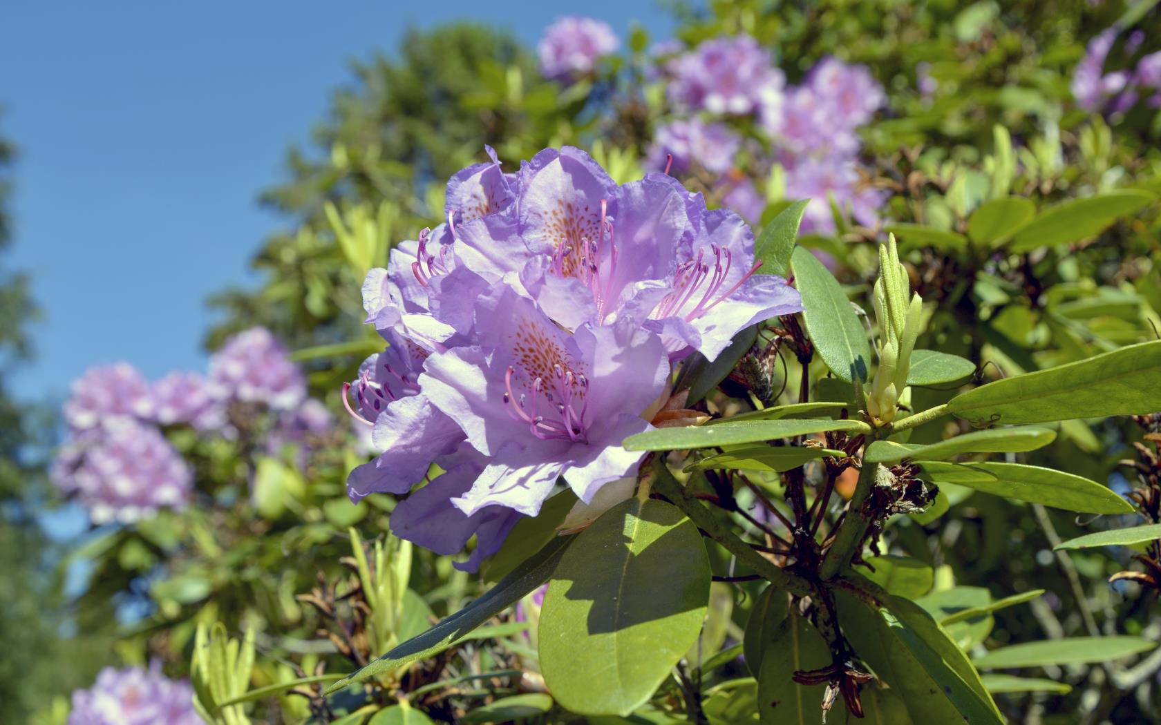 Närbild på en rhododendron-blomma.