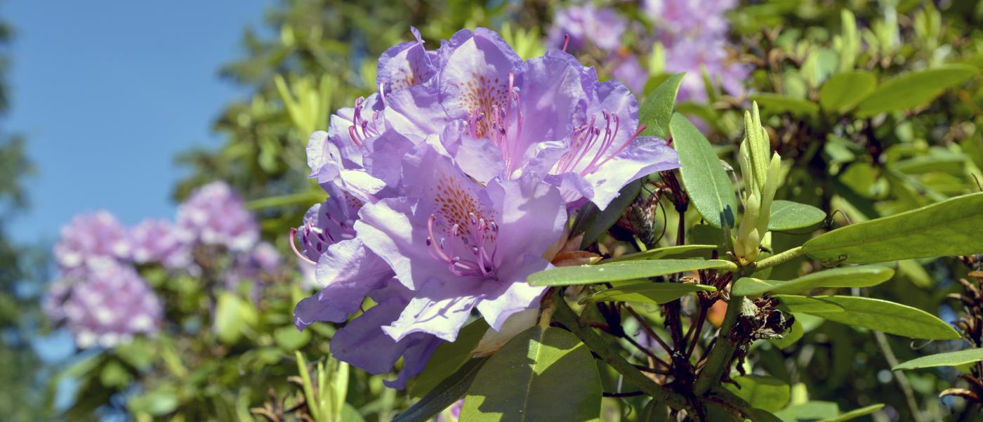 Närbild på en rhododendron-blomma.