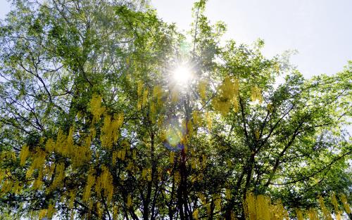 Ett blommande gullregn-träd i motljus.