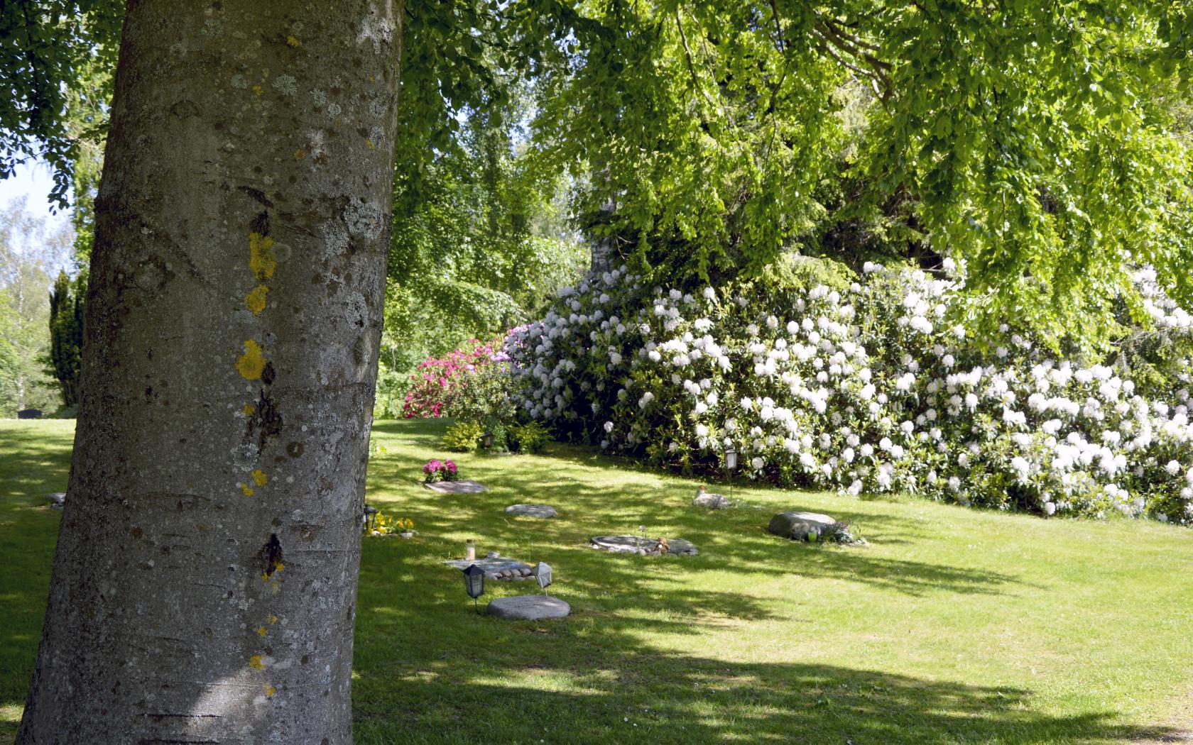 Rhododendron-buskar med praktfullt blommande vita blommor på en kyrkogård.