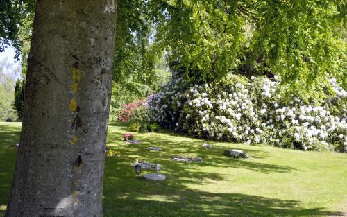 Rhododendron-buskar med praktfullt blommande vita blommor på en kyrkogård.