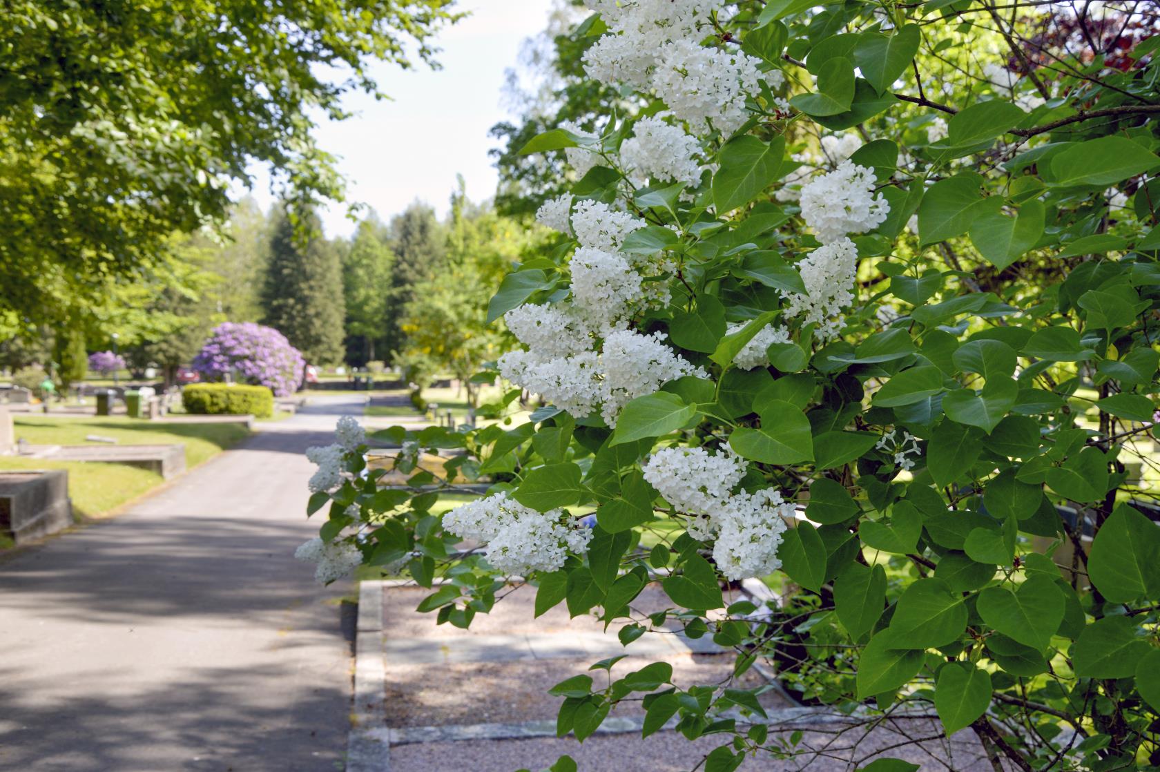 Blommande vita syrener på en kyrkogård.