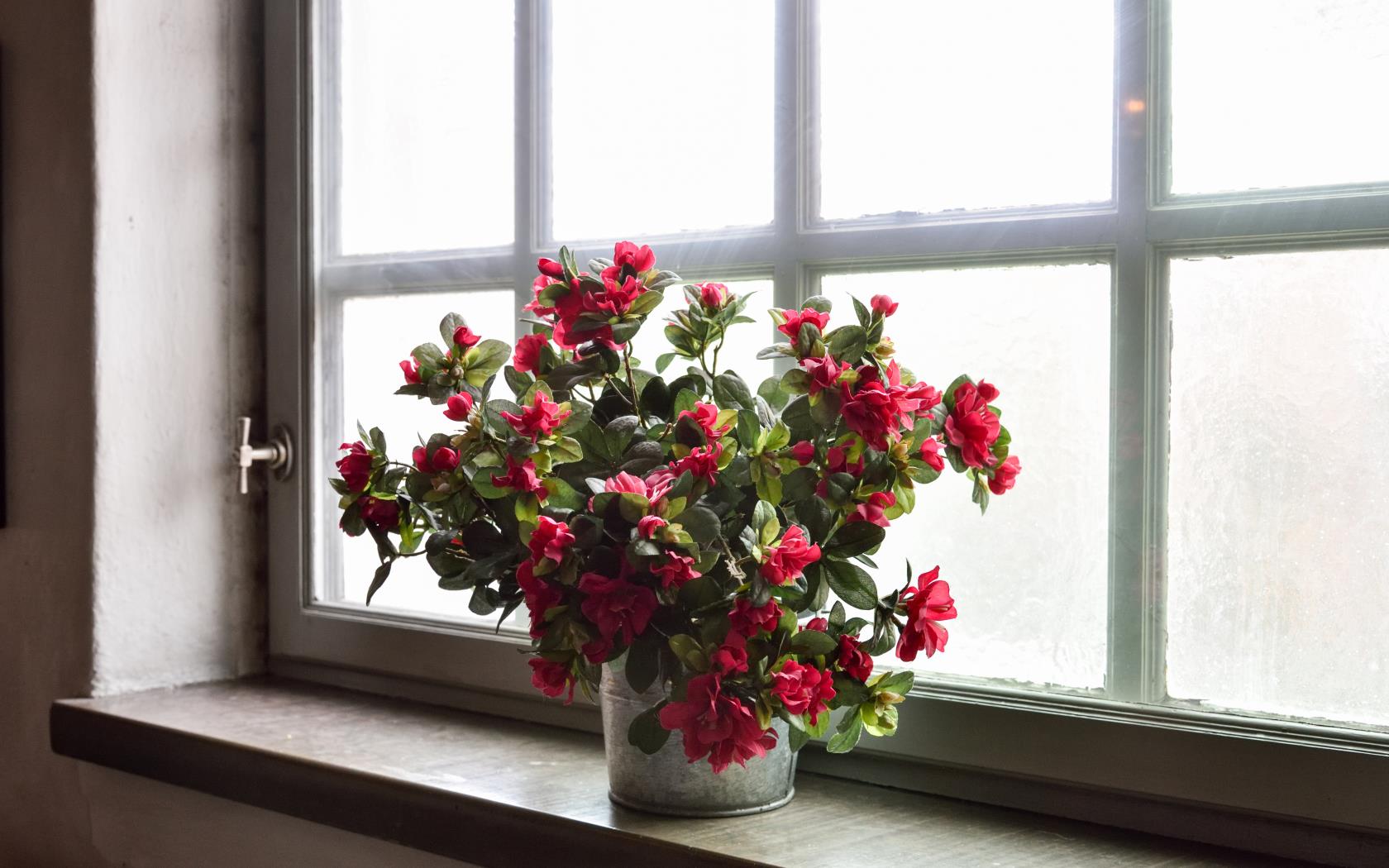 En krukväxt med röda blommor står i ett fönster.