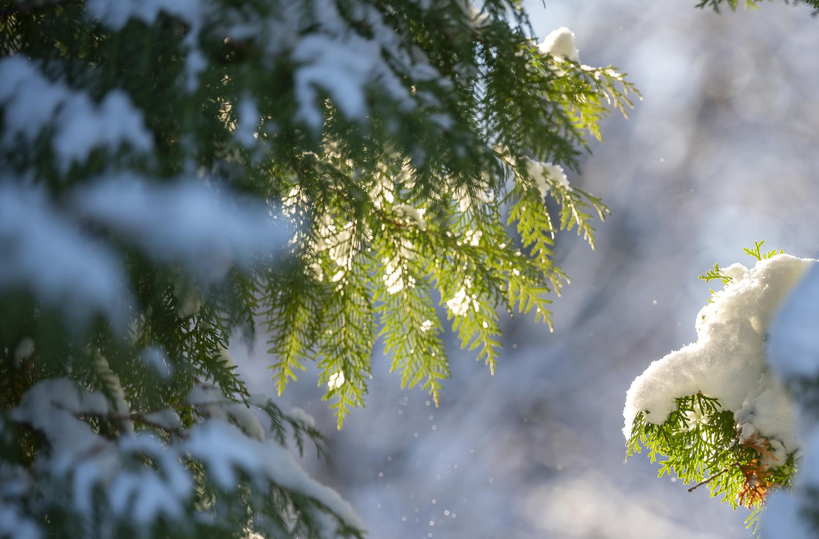 Snöiga kvistar på ett barrträd. Solen lyser in mellan grenarna.