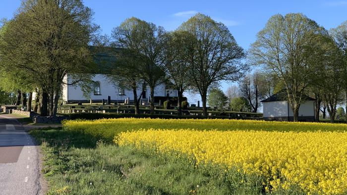 Stora Åby kyrka. Framför kyrkogårdsmuren blommar rapsen gul.